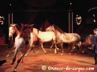 L'un des sites Internet du cirque Diana Moreno-Bormann entièrement relooké