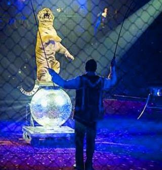 La ménagerie: une exigence de soins revendiquée au cirque Arlette Gruss