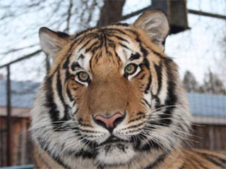 Vol d'animaux du cirque Estival au Canada: une récompense de 20 000$ offerte