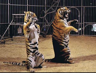 Deux spectacles de cirque présentés au Parc Saint Paul pour la saison 2010