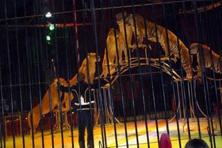 Chlons-en-Champagne: le cirque de Venise joue les prolongations jusqu'au 27 juin 2010
