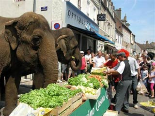 Seurre: quand les éléphants du cirque Medrano déjeunent en ville