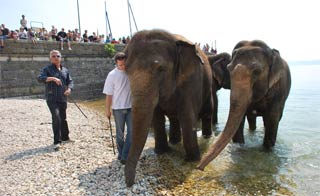 Neuchtel: les éléphants du cirque Knie se sont baignés dans le lac