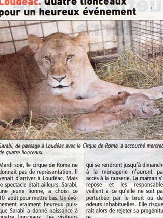 Naissance de 4 lionceaux au cirque de Rome