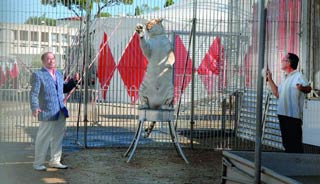 Valbonne: en tête à tête avec un tigre du cirque Gruss