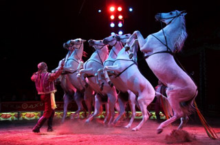 Italie: le Circo Medrano-Casartelli à Turin du 19 novembre au 19 décembre 2010