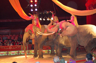 Italie: le Circo Medrano-Casartelli à Turin du 19 novembre au 19 décembre 2010