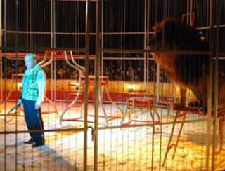 Pas-de-Calais: de 7 à 77 ans, la magie du cirque opère toujours à Méricourt