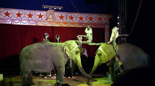 Nord: derniers jours de l'American Circus Togni à Douai