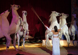 Nord: derniers jours de l'American Circus Togni à Douai
