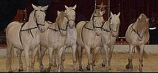 Nord: les élèves de cours préparatoire ont visité l'American Circus à Douai