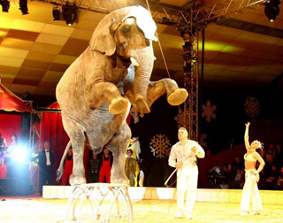 Tarn-et-Garonne: la magie de Nol en Cirque à Valence-d'Agen