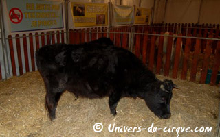 Lot-et-Garonne: La Ferme de Pinocchio à Agen jusqu'au 31 décembre 2010