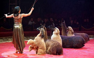 Allemagne: saison d'hiver du Cirque Krone de Mûnich du 25 décembre 2010 au 03 avril 2011