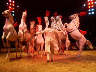 Italie: le Circo Medrano-Casartelli à Naples pour les Fêtes de fin d'année 2010