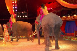 Italie: le Circo Medrano-Casartelli à Naples pour les Fêtes de fin d'année 2010