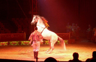 Italie: le Circo Medrano-Casartelli à Naples pour les Fêtes de fin d'année 2010