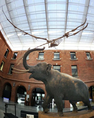 Haute-Garonne: fusillé par l'armée, le destin tragique de l'éléphant du muséum de Toulouse