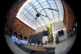 Haute-Garonne: fusillé par l'armée, le destin tragique de l'éléphant du muséum de Toulouse