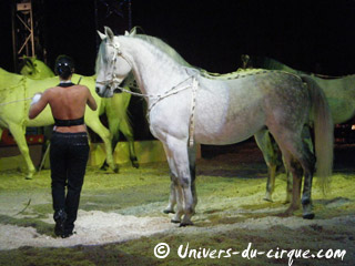 Italie: le séjour de l'American Circus Togni à Vérone se poursuit jusqu'au 09 janvier 2011