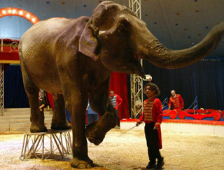 Hautes-Pyrénées: La Piste aux Etoiles au Parc des Expos de Tarbes