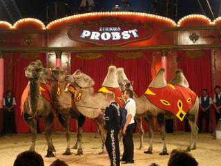 Allemagne: début de la tournée 2011 du Zirkus Probst à Leipzig le 04 mars prochain