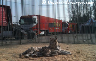 Lot-et-Garonne: photo du jour: les tigres du Cirque Amar sous le soleil d'Agen