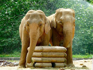 Rhône: éléphants du parc de la Tête d'Or à Lyon: le Cirque Pinder 