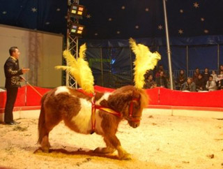 Alpes de Haute-Provence: au temps où les cirques s'installaient au parc de Drouille à Manosque