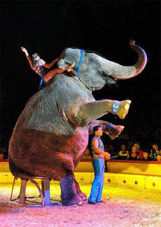 Yvelines: les artistes du 10 Festival du Cirque des Mureaux en images