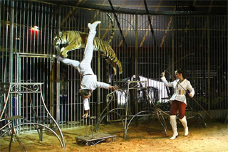 Yvelines: les artistes du 10 Festival du Cirque des Mureaux en images