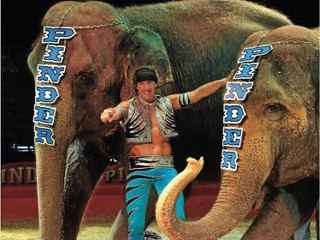 Bouches-du-Rhône: des éléphants hors piste sous le chapiteau du Cirque Pinder à Marseille