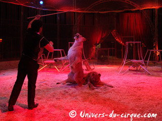 Deux entrées de cage sous le chapiteau du Cirque Zavatta Fils