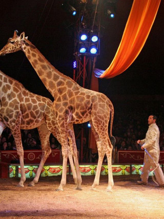 Italie: le Circo Medrano - Casartelli prolonge son séjour à Gènes jusqu'au 13 mars prochain