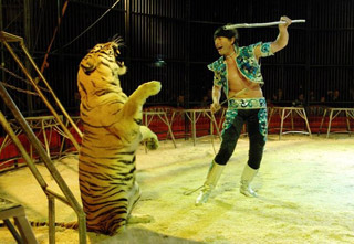 Bouches-du-Rhône: le spectacle 2011 du Cirque Pinder en images