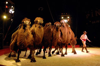 Bouches-du-Rhône: le spectacle 2011 du Cirque Pinder en images