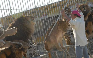 Avec ou sans animaux: tout un cirque