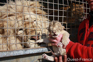 Orne: une petite lionne est née au Cirque Claudio Zavatta à Alençon