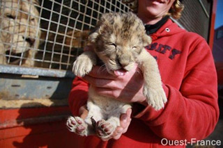 Orne: une petite lionne est née au Cirque Claudio Zavatta à Alençon