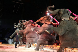Allemagne: début de la tournée 2011 du Circus Krone à Münich le 07 avril prochain