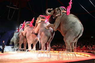 Allemagne: début de la tournée 2011 du Circus Krone à Münich le 07 avril prochain