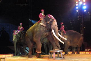 Allemagne: début de la tournée 2011 du Circus Krone à Münich le 07 avril prochain