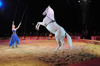 Allemagne: début de la tournée 2011 du Circus Krone à Münich le 07 avril prochain