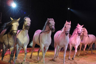 Allemagne: début de la tournée 2011 du Circus Krone à Münich le 07 avril prochain