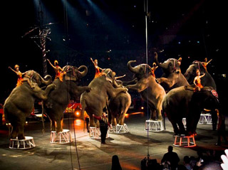 USA: les productions 2011 du Ringling Bros and Barnum & Bailey Circus