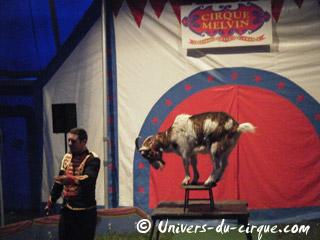 Hauts-de-Seine: le spectacle 2011 du Cirque Melvin 