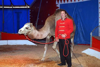 Marne: le Cirque Francky a planté son chapiteau à Tinqueux