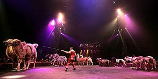 Nord: Cirque Arlette Gruss à Lille: l'esprit de famille