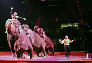 USA: le spectacle 2011 du Cirque Tarzan Zerbini