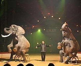Pas-de-Calais: le Cirque Amar débarque à Calais